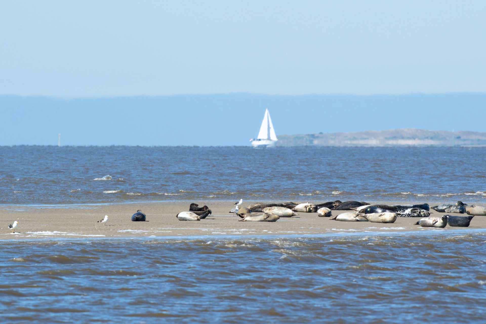 zeehonden