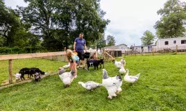 dieren