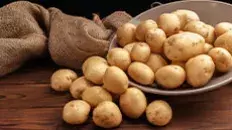 La pomme de terre de l’Île de Ré