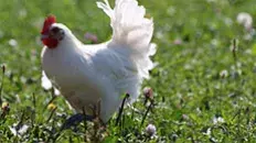 Le poulet de Bresse