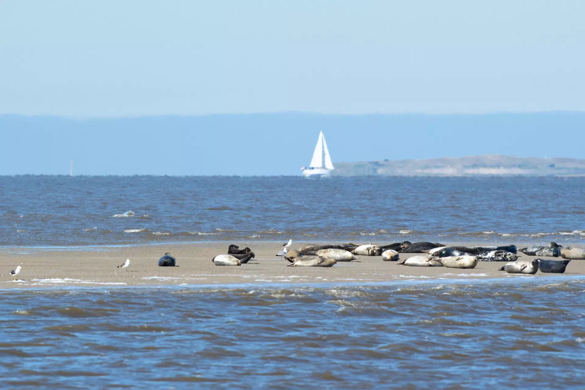 zeehonden