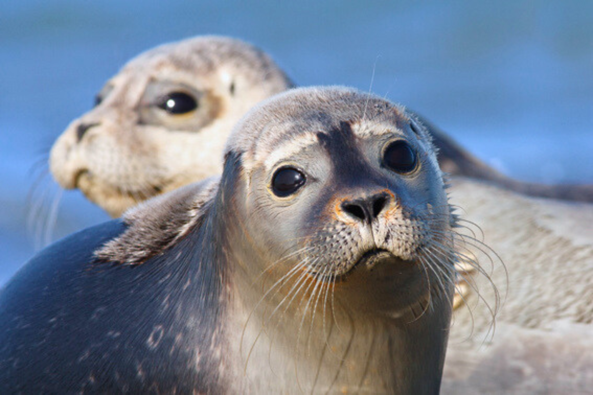 zeehonden