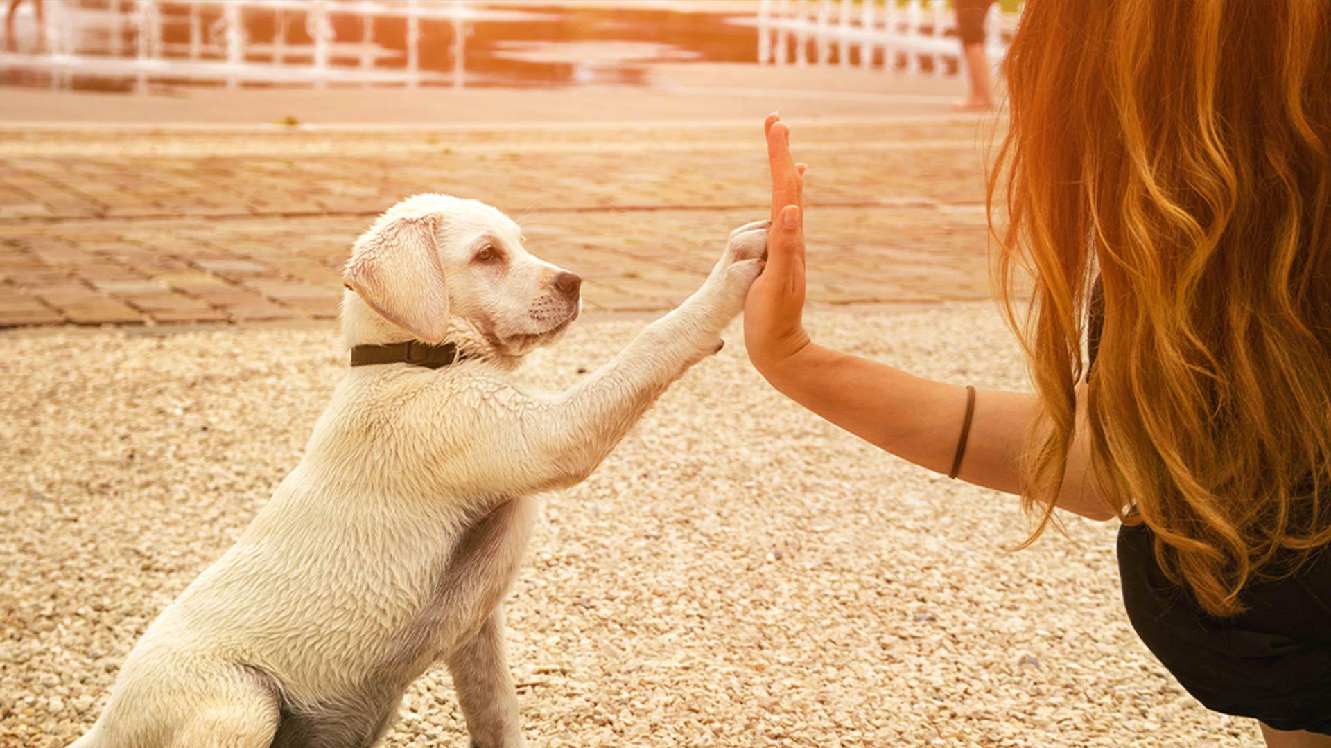 Nos campings acceptant les animaux