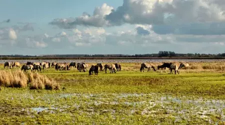 Espace naturel du camping de Lauwersoog aux Pays-Bas